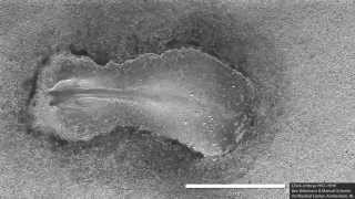 Early chick embryo development somitogenesis [upl. by Almeeta]