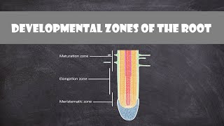 Developmental Zones of the Root  Plant Biology [upl. by Emlynn]