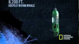 The Life Aquatic with James Cameron  Mariana Trench Dive [upl. by Yraillih]