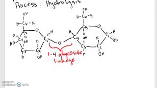 Hydrolysis of Maltose [upl. by Ateuqram]