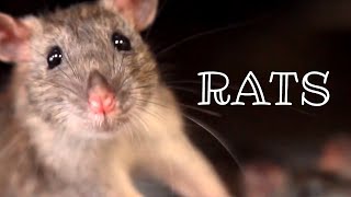 RAT FILM a film by Theo Anthony • Theatrical Trailer [upl. by Atener]