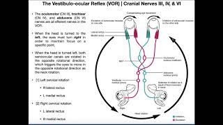 Female Reproductive System  Infinity Learn NEET [upl. by Aihsinat]