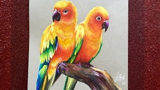 Realistic drawing of Parrots Sun Parakeets [upl. by Amo]