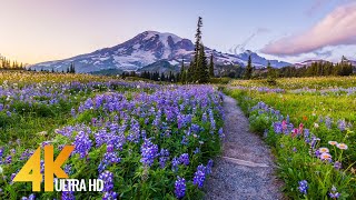 Pacific Northwest 4K  Beautiful Nature of Washington State  Leavenworth and Mt Rainier  Part 3 [upl. by Manus255]