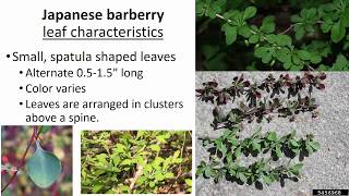 Japanese Barberry Identification [upl. by Negaet]