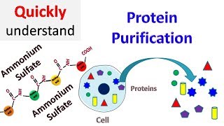 Protein Purification [upl. by Yliram819]