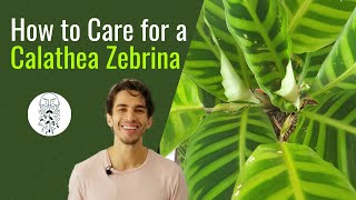 How to Care for a Calathea Zebrina [upl. by Kostman]