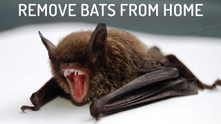 9 Easiest Ways to Get Rid of Bats [upl. by Nanfa]