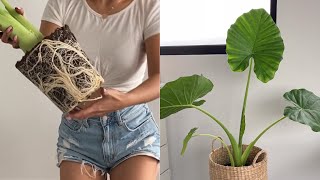 Alocasia Elephant Ear care tips and repotting Yellow leaf issues and what to do [upl. by Trometer]