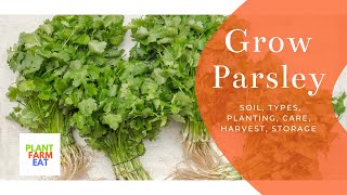 How to grow parsley indoors [upl. by Jacques]