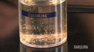 How to Care for Daphnia [upl. by Demitria256]