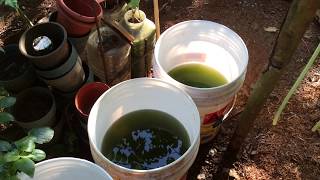 How to grow Green Water Algae [upl. by Lazar611]