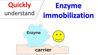 Enzyme immobilization [upl. by Ailyt27]