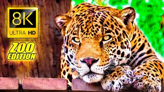 Visit to the Zoo in 8K ULTRA HD  An Amazing Zoo Trip [upl. by Addiego359]