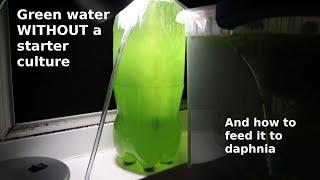 Green Water WITHOUT a Starter Culture  From Scratch  How To [upl. by Mccahill]