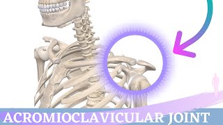 Acromioclavicular Joint Movement  Shoulder Anatomy amp Kinesiology [upl. by Rahsab]