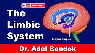 The Limbic System Dr Adel Bondok Making Anatomy Easy [upl. by Analeh]