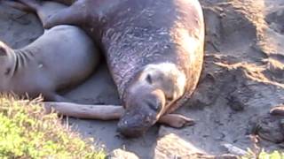 elephant seal mating seasonMOV [upl. by Odrahcir807]