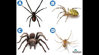 How to Identify Dangerous Spiders  HomeTeam Pest Defense [upl. by Katie]