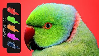 Indian Ringneck Parakeet The Best Pet Parrot [upl. by Bradeord843]