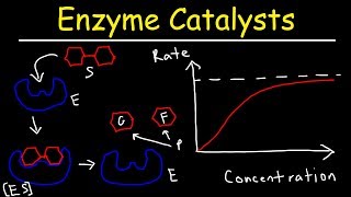 Enzymes  Catalysts [upl. by Sudaorb]