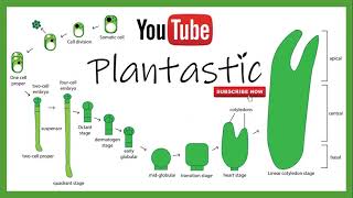 Plant Tissue Culture  Somatic Embryogenesis [upl. by Reiser]