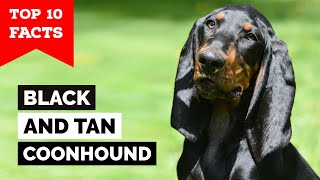 Black And Tan Coonhound  Top 10 Facts [upl. by Nivrek]