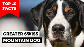 Greater Swiss Mountain Dog  Top 10 Facts [upl. by Edrei924]