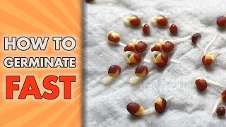 How To Germinate Seeds FAST  Paper Towel Seed GERMINATION Method [upl. by Stegman]