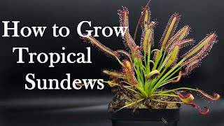 Growing Carnivorous Plants E4 Tropical Sundews [upl. by Mayce]