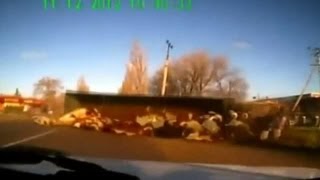 Truck carrying cows flips over and sends the herd flying [upl. by Eelasor]