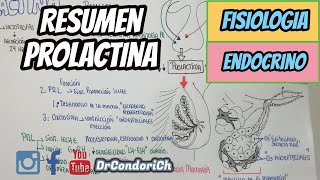 RESUMEN Hormona prolactinafacil y sencillo [upl. by Halie]