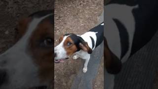 Treeing Walker Coonhound Jax Howling for a Ride to the Store [upl. by Ikilisav]