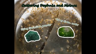 How To Culture Daphnia and Moinas using Green Water Spirulina powder [upl. by Torbart]