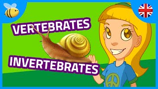 Vertebrates and Invertebrates Animals part 1  Kids Videos [upl. by Ellerehs]