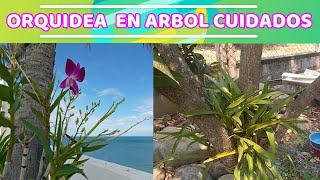 ORQUÍDEAS EN ÁRBOL Y SUS CUIDADOS COMO CUIDAR ORQUÍDEAS EN ÁRBOLES O RAMAS [upl. by Noinatrad642]