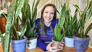 Snake Plant Care  Sanseveria Care Guide Light Water Temperature Propagation Problems [upl. by Babb946]