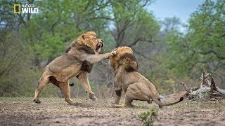 African Lions  National Geographic Documentary [upl. by Lyred]