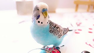 3 Hour Budgie Sounds or Parakeet sounds [upl. by Ajan]