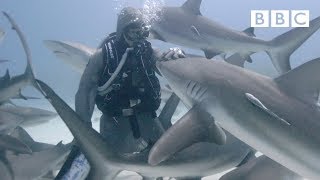 The woman who swims with sharks  BBC [upl. by Allen]