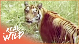 The Survival Of A Tiger TIger Documentary Real Wild [upl. by Gnort231]