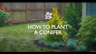 How to Plant a Conifer [upl. by Carl]