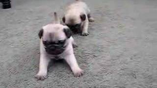 Pug Puppies 4 Weeks Old [upl. by Essila580]