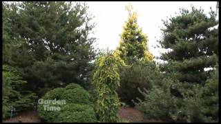 Conifer Garden [upl. by Jayson]