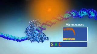 Single Molecule Real Time Sequencing  Pacific Biosciences [upl. by Katti]