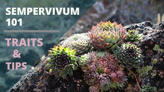 Sempervivum Hens amp Chicks Succulents  Care Tips amp Traits [upl. by Apgar]