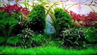 Complete Aquascaping Beginners Guide  Learn ALL The Basics [upl. by Sonitnatsok316]