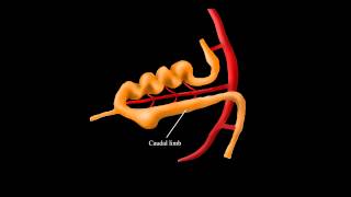 Embryological Rotation of the Midgut [upl. by Vatsug]