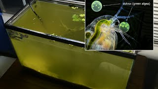 Raising Daphnia for the Freshwater Aquarium [upl. by Ferrell754]