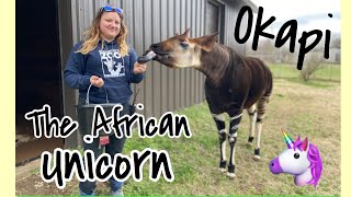 Kwasi the Okapi  Meet an African Unicorn [upl. by Claribel975]